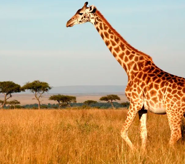 Africa
